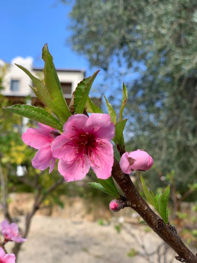 Beach Villa Gladiolus Neo Chorio Exterior photo